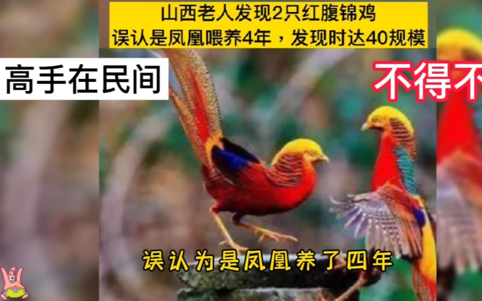 山西老人误把红腹锦鸡当凤凰喂养四年,发现时养到了40只的规模哔哩哔哩bilibili