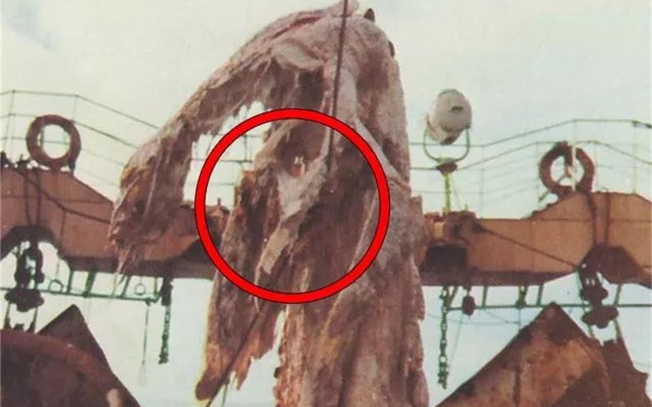 1977年日本"瑞洋丸事件"的真相,照片最清晰的未知生物!