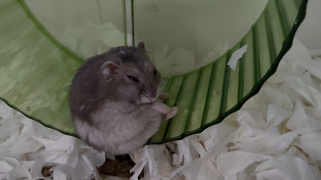 【肥肥】好懒一只鼠