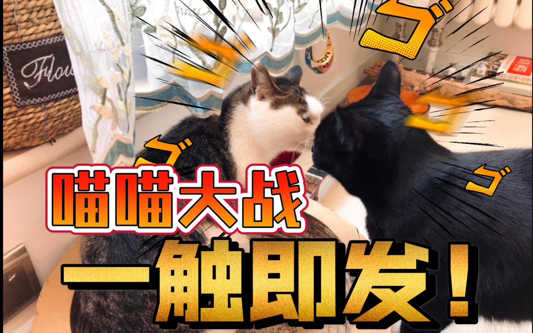 俗话说,两只母猫一床戏!_哔哩哔哩 (゜-゜)つロ 干杯~-bilibili