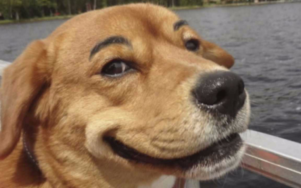 画眉毛的汪星人你是想笑死我然后继承我的蚂蚁花吗