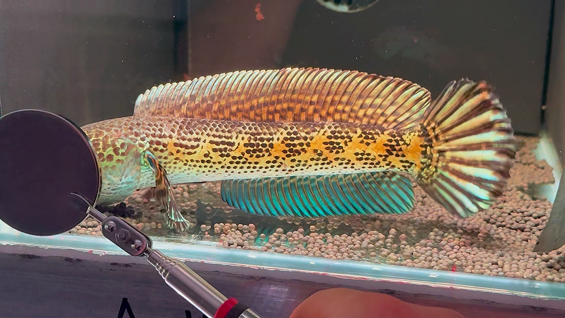 选鱼看主页 #雷龙鱼 #黄金眼镜蛇雷龙.