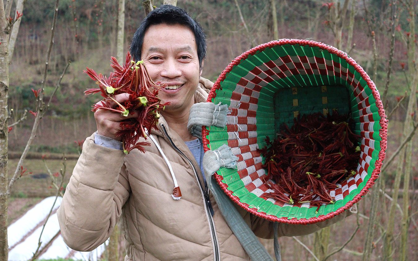 农村这种长在树上的菜,很多人见过没吃过,川哥一会儿摘了一大堆哔哩哔哩bilibili