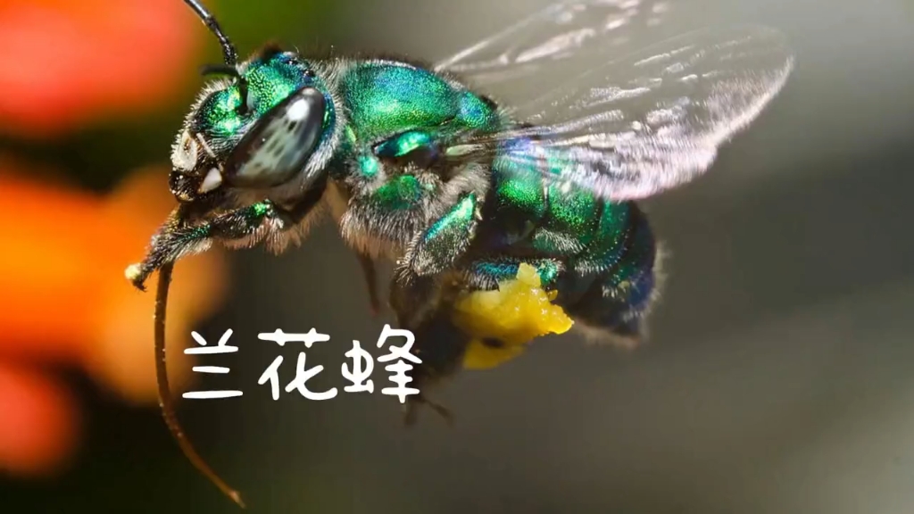 雌性喜欢奴役女儿,雄性则是香料大师——兰花蜂 #一代人有一代人的