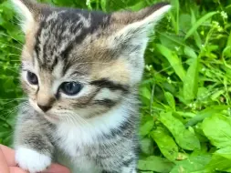 Скачать видео: 生在草丛里的猫崽汁非要跟我拉手