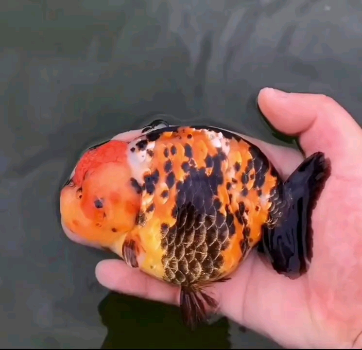 【精品兰寿】 潘氏兰寿金鱼