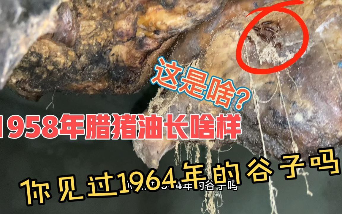 你见过1958年的腊猪油吗?你见过1964年的谷子吗见过6年的腊肉吗哔哩哔哩bilibili