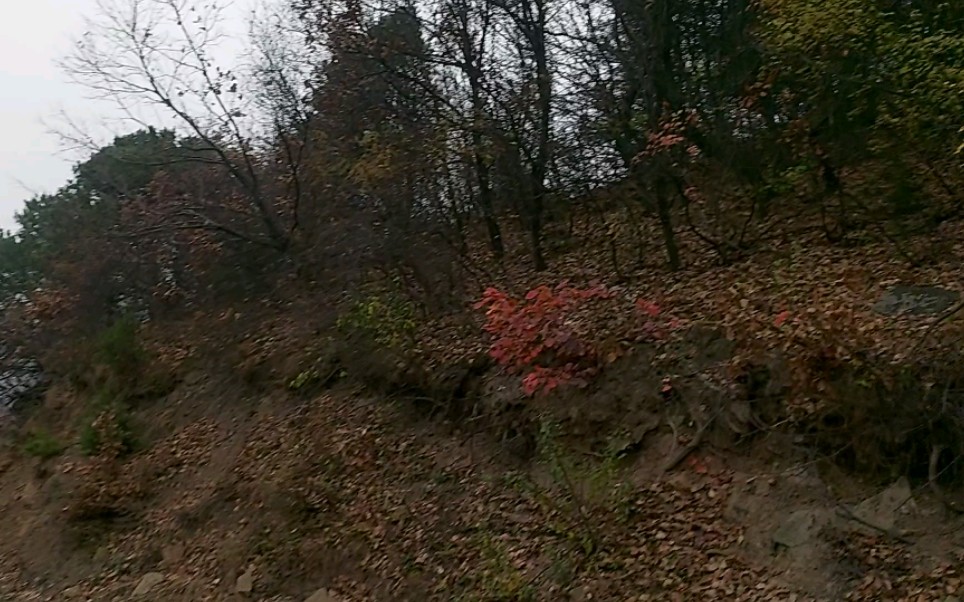 [图]橡树林满满落叶 秋雨昏暗烟蒙蒙