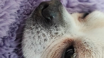 可爱吉娃娃半睁眼睡觉打呼还做了个梦