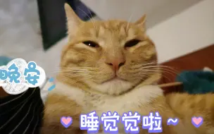 晚安，我可爱的小猫咪～