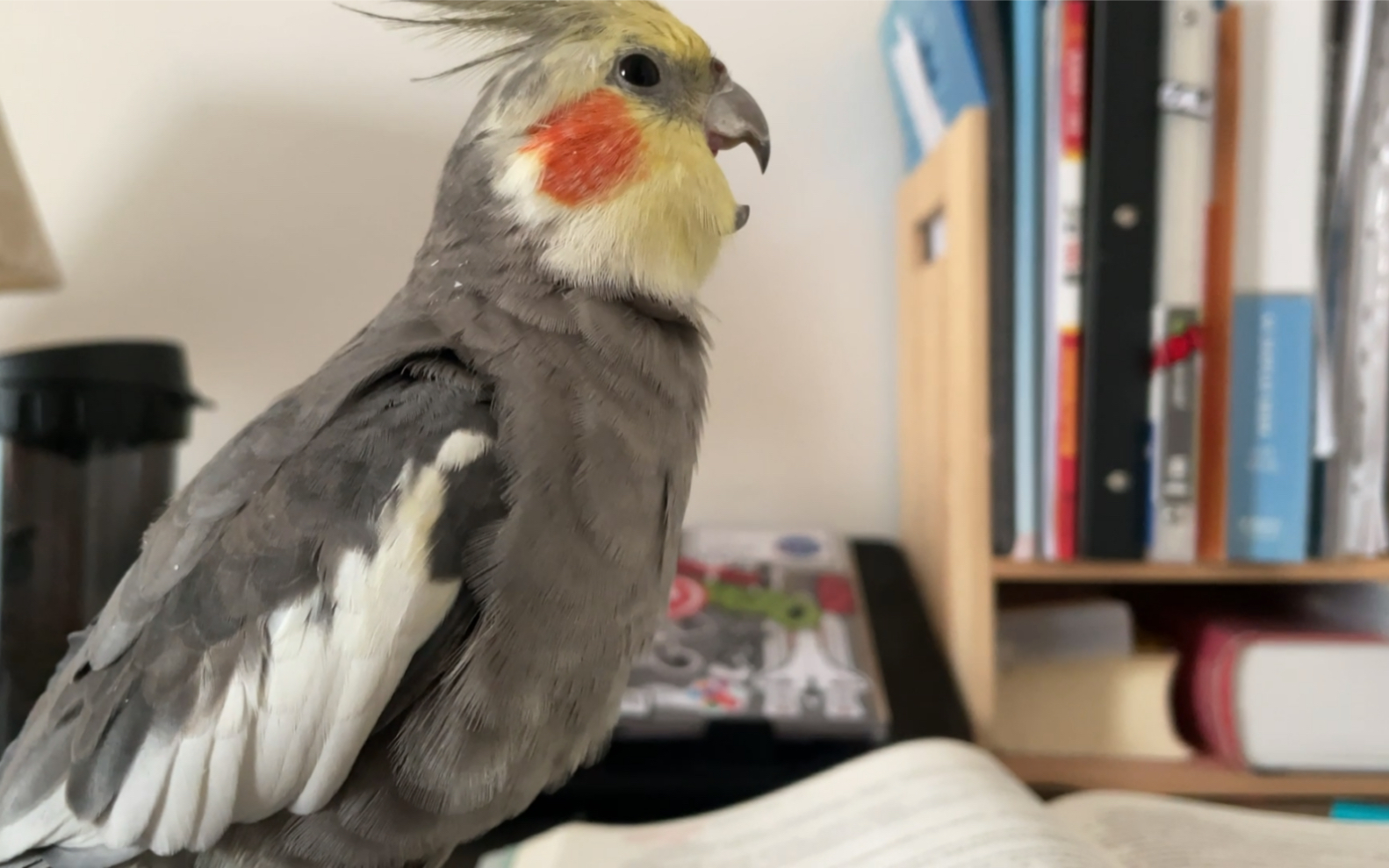 【玄凤鹦鹉】美声歌唱家刘富贵 在线开嗓(误