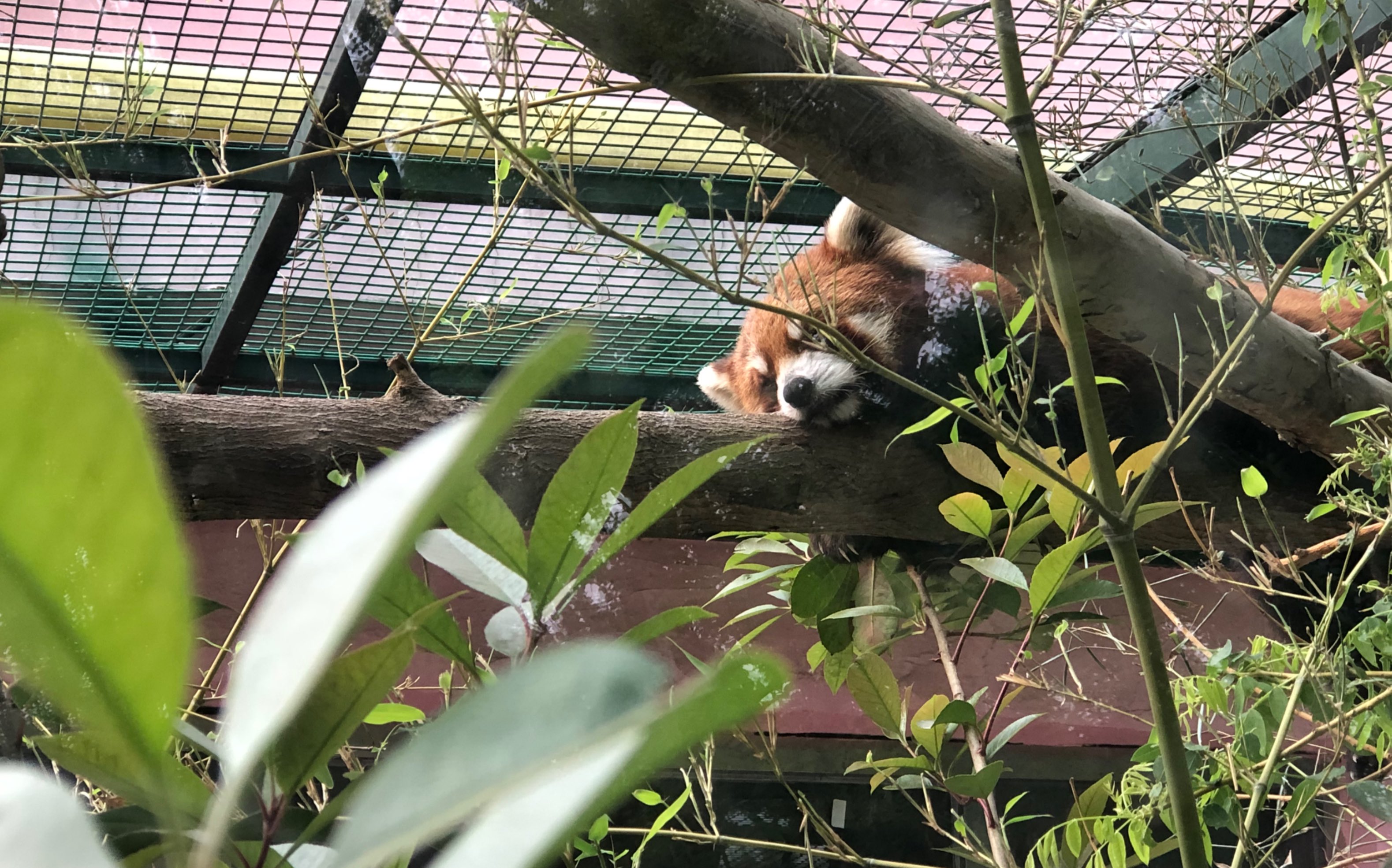 奔跑的九节狼,快乐的小熊猫