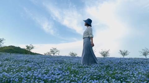 日本周末参观粉蝶花 哔哩哔哩 Bilibili