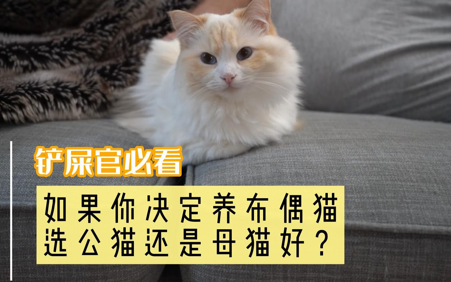 [图]如果你决定养布偶猫，选公猫还是母猫？