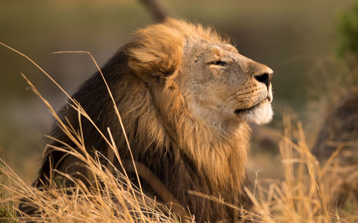 雄狮彰显它非洲草原之王的地位