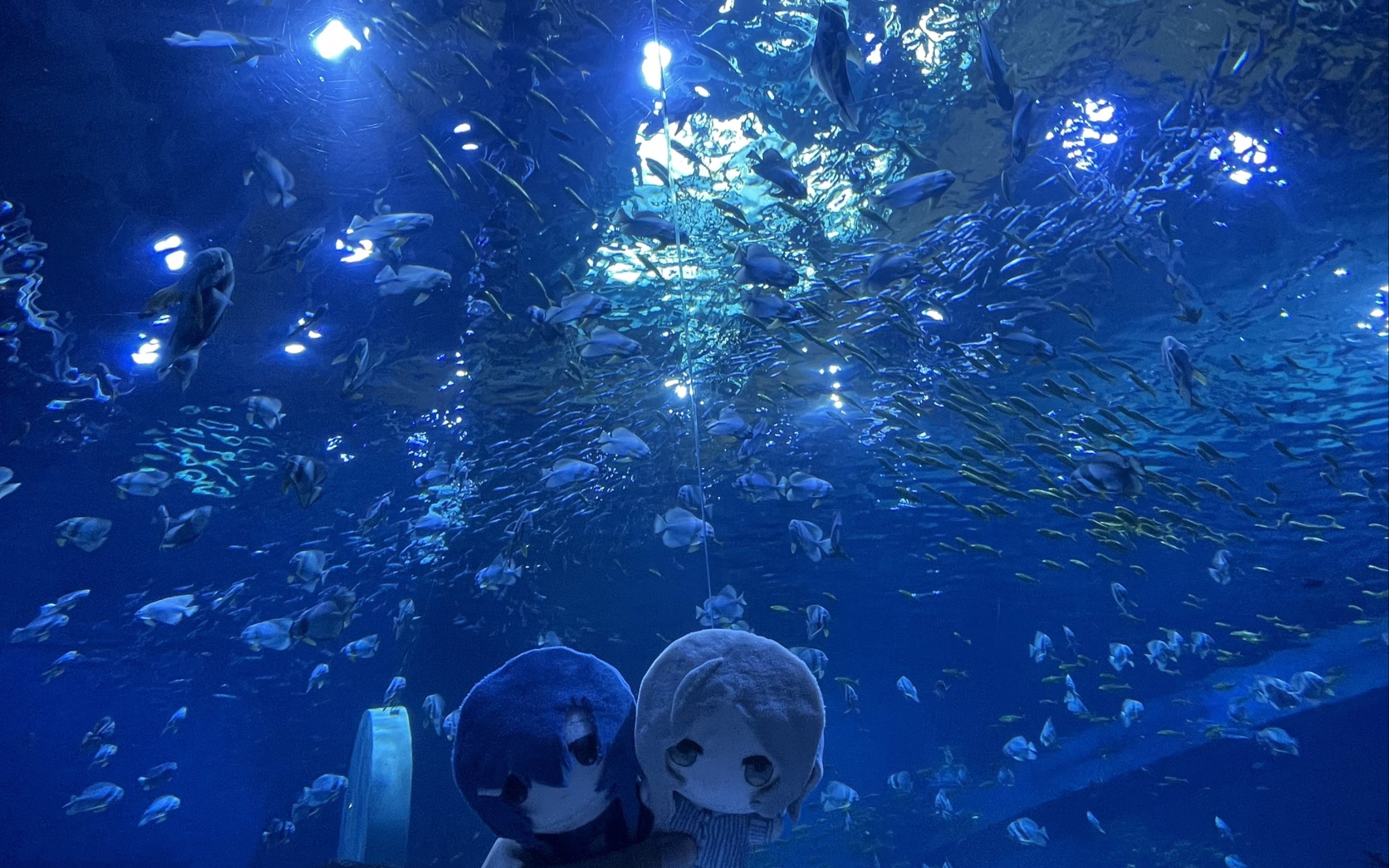 夏末/水族馆/貴方