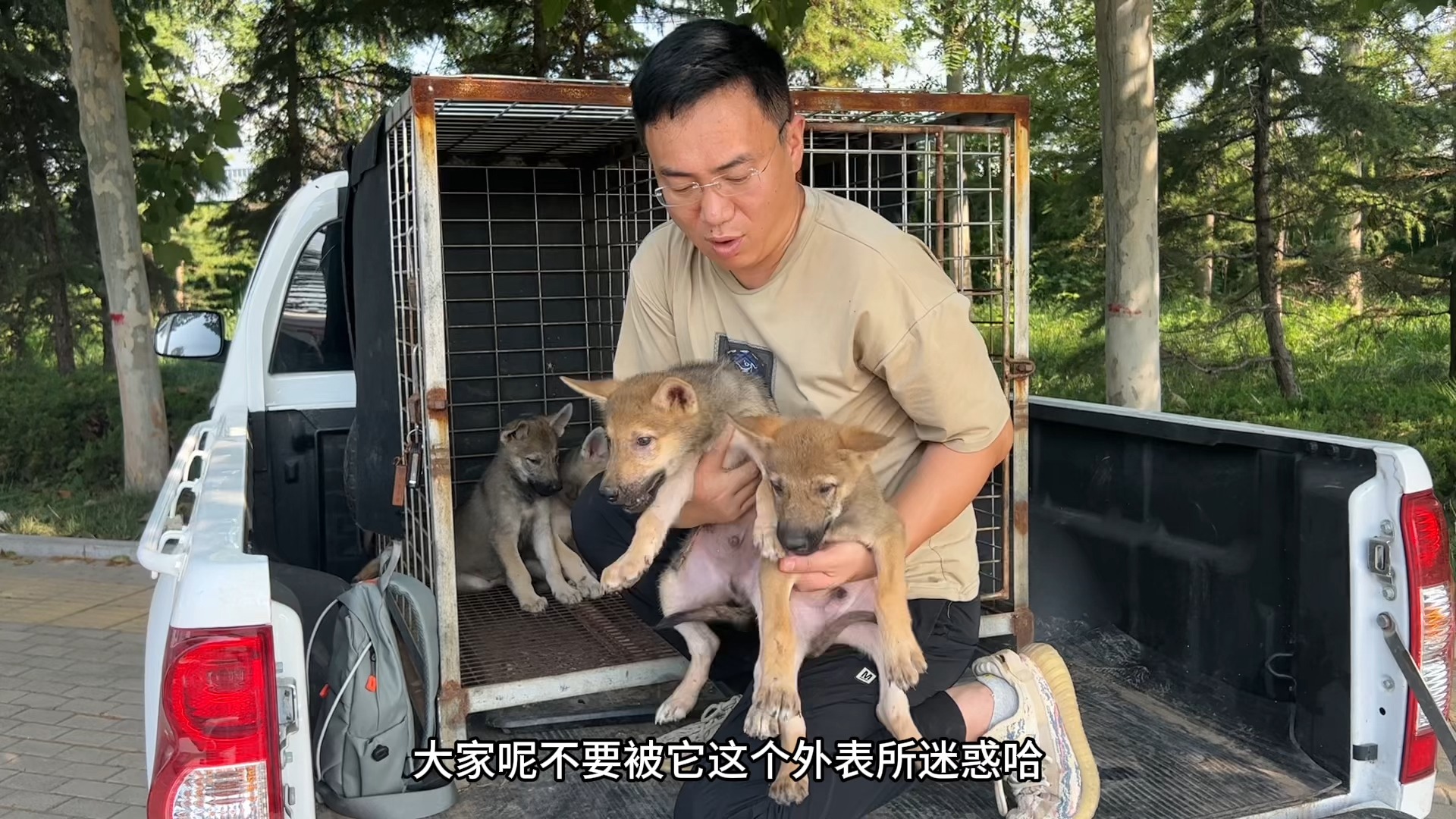 狗市竟有人卖野生"草原狼",一窝狼崽子被抢光,据说是狗的克星