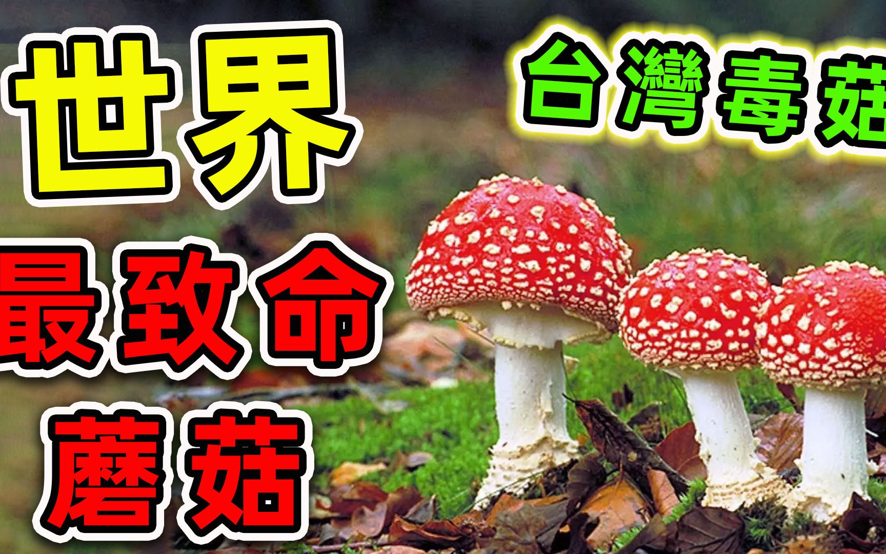 [图]全世界最致命的10种蘑菇。其中之一就在中国，碰一下就没命，小心