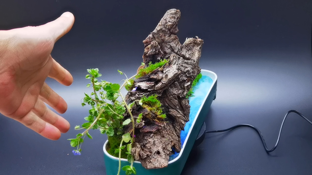教你用枯木和树皮做出惊艳的苔藓微景观