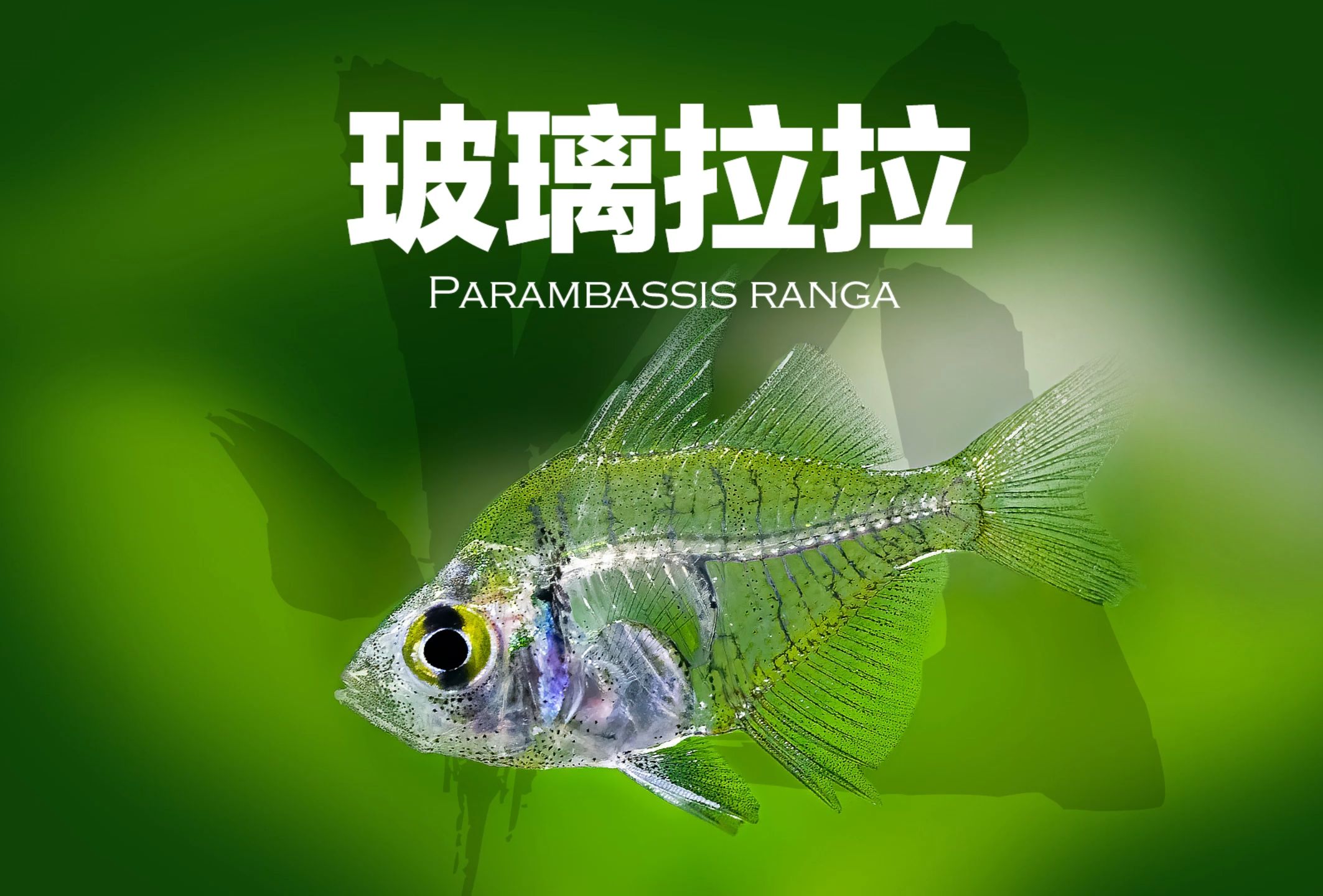 玻璃拉拉Parambassis ranga哔哩哔哩bilibili