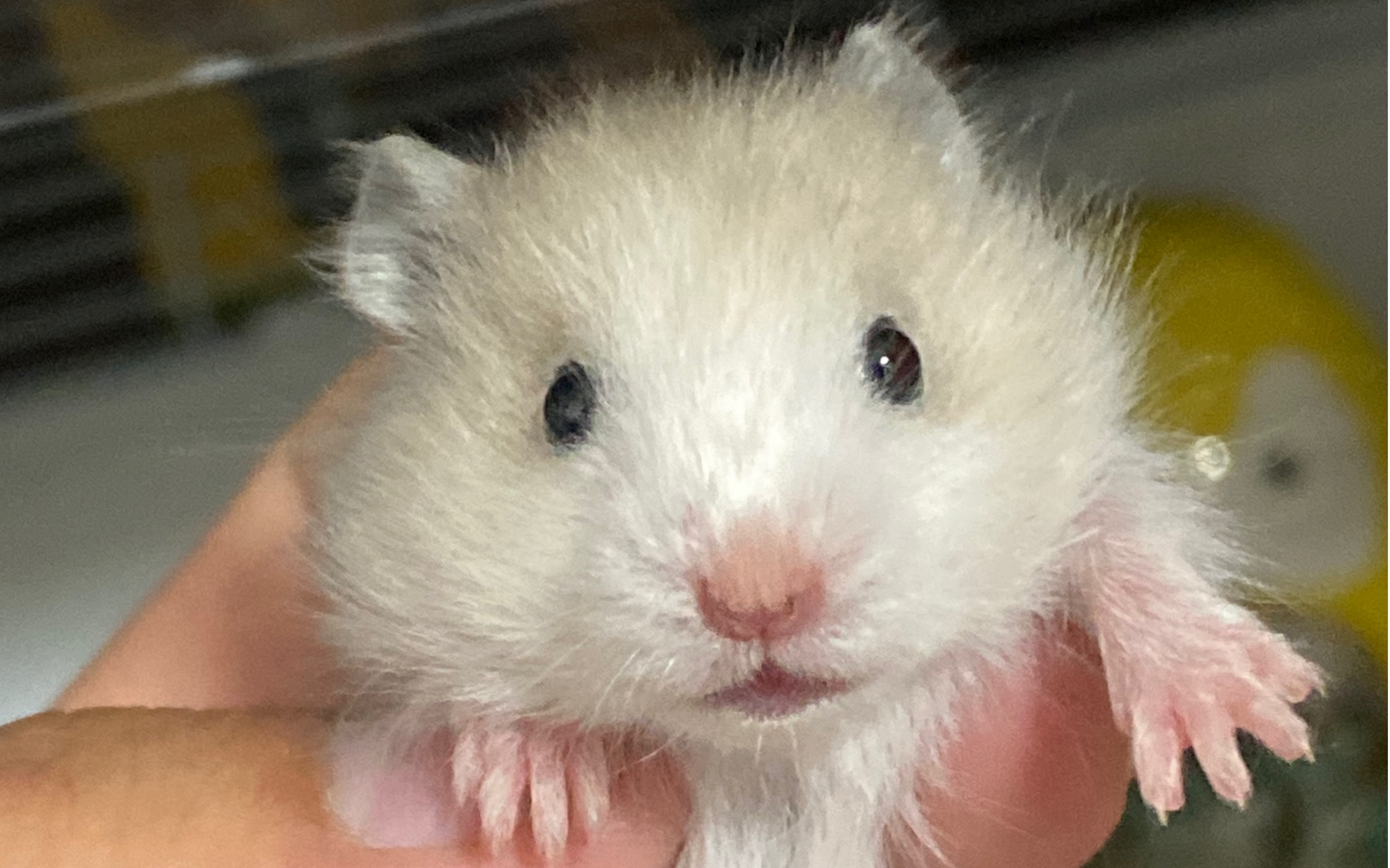 可可爱爱的蜜波利_哔哩哔哩_bilibili