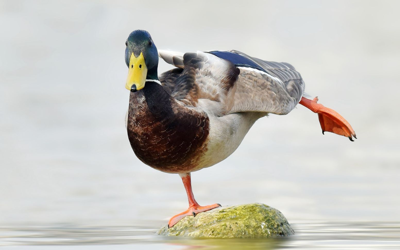 绿头鸭子的幸福生活