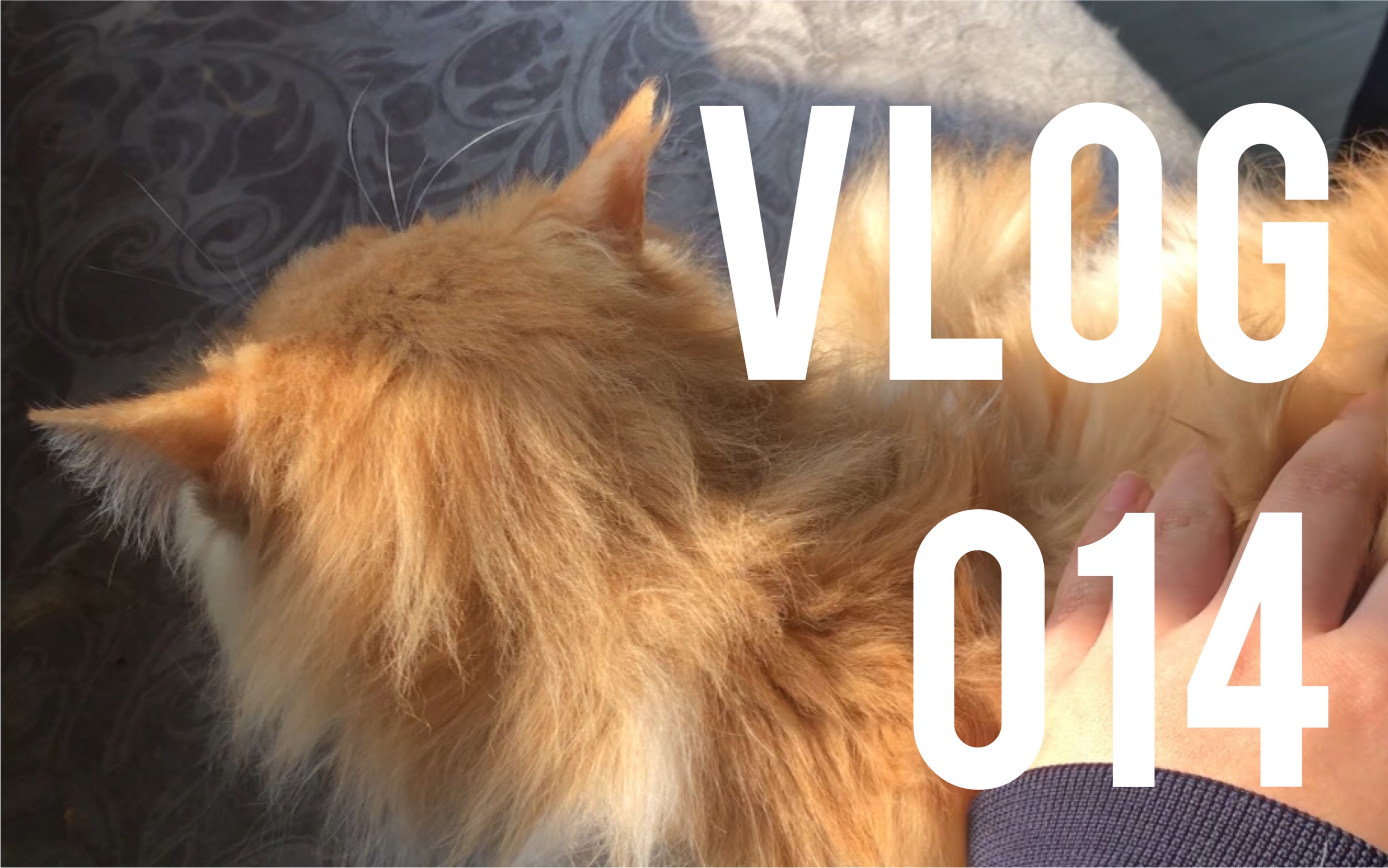 VLOG 014 | 小猫能量摄入中 | 21.02.06流水账 | 阳光灿烂的猫咖下午 | 踏夜看梅 |哔哩哔哩bilibili