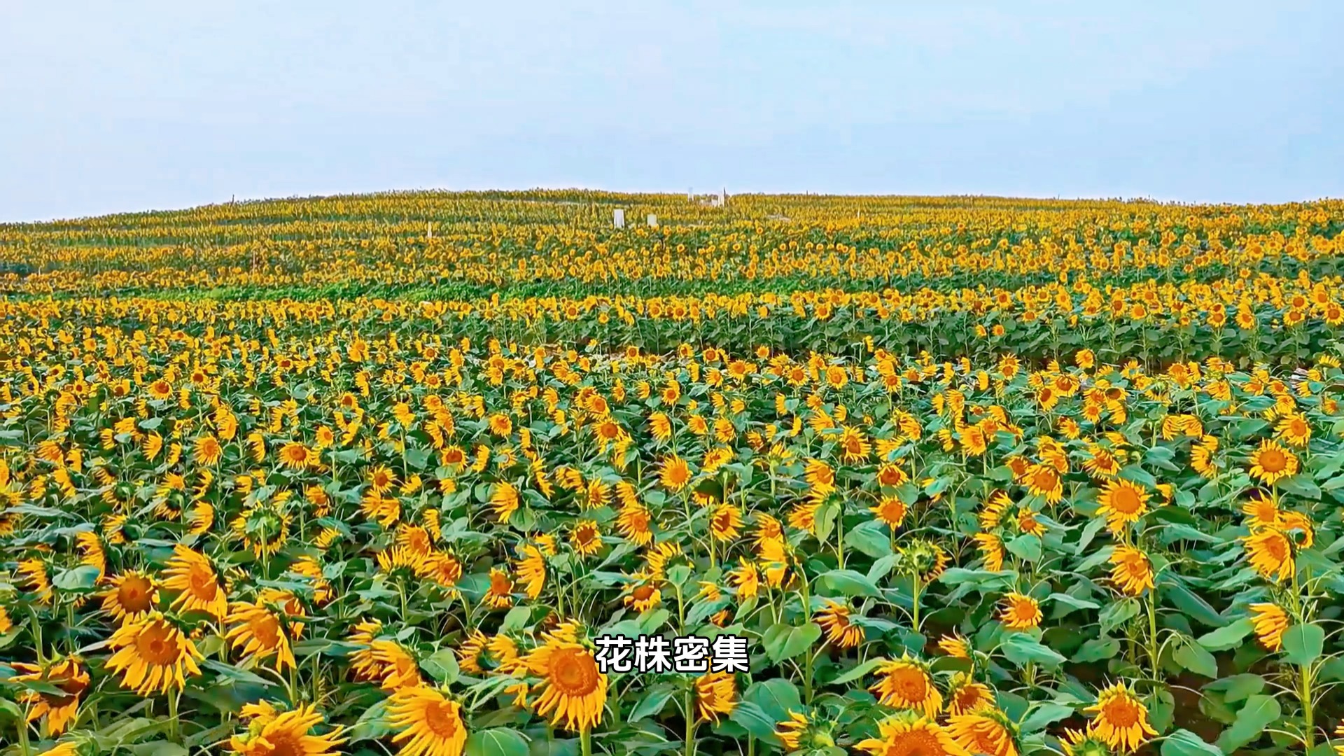北京绝美向日葵梯田，迎来盛花期，免费免预约假期抓紧去
