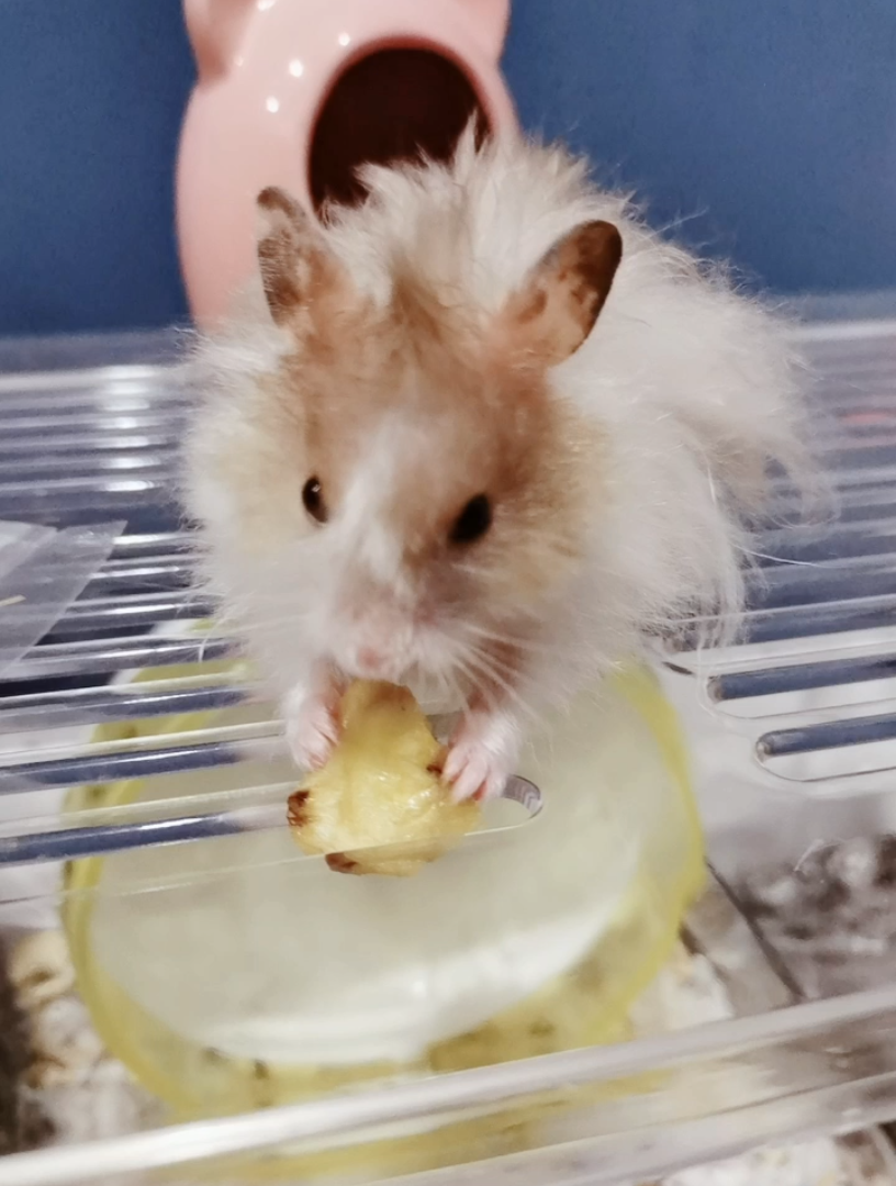 【金丝熊】第一次吃香蕉片