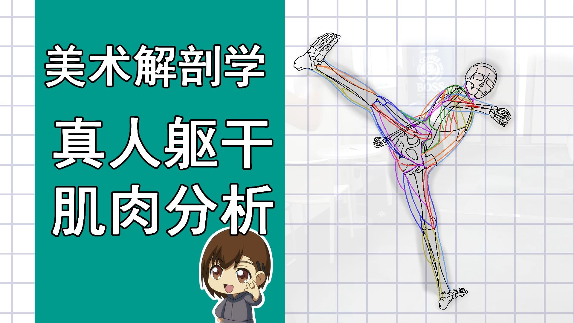 美术解剖学-60-真人躯干肌肉结构分析