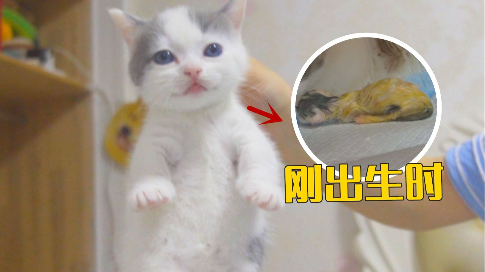 刚出生时担心夭折的小猫,如今都4岁了-萌猫宝哥哥-萌猫宝哥哥-哔哩哔哩视频