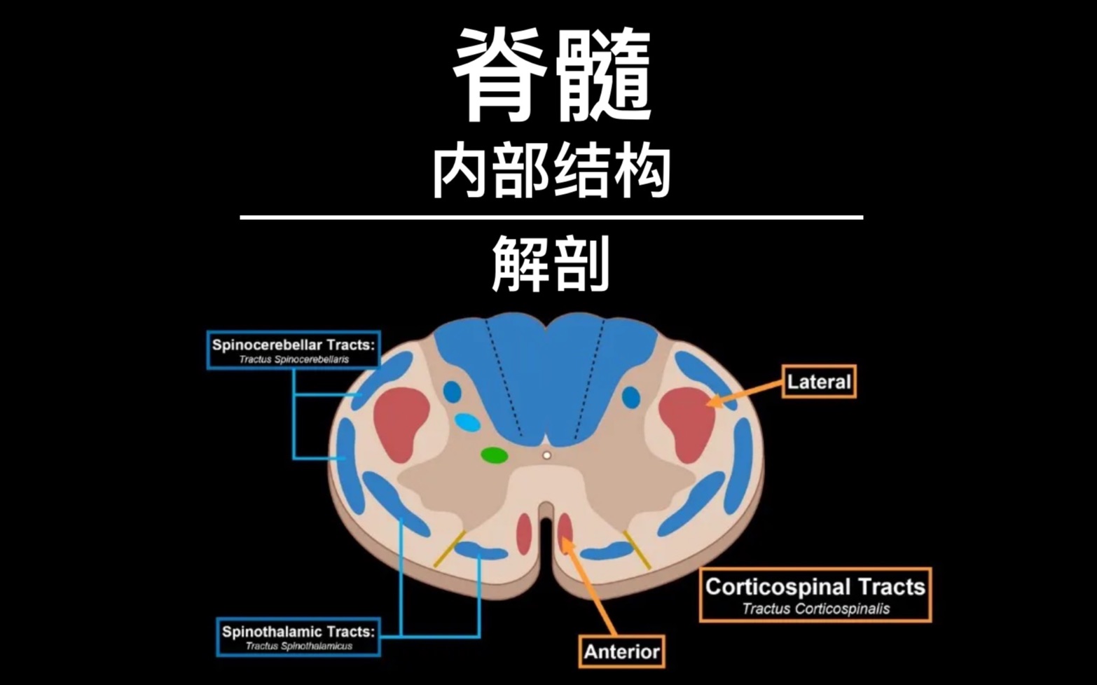 脊髓的内部解剖(灰质、白质、上行下行神经纤维束)哔哩哔哩bilibili