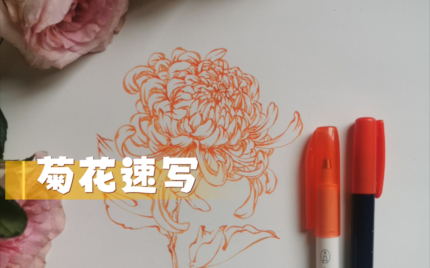 【复杂的花花画法】今天画菊花呀~哔哩哔哩bilibili