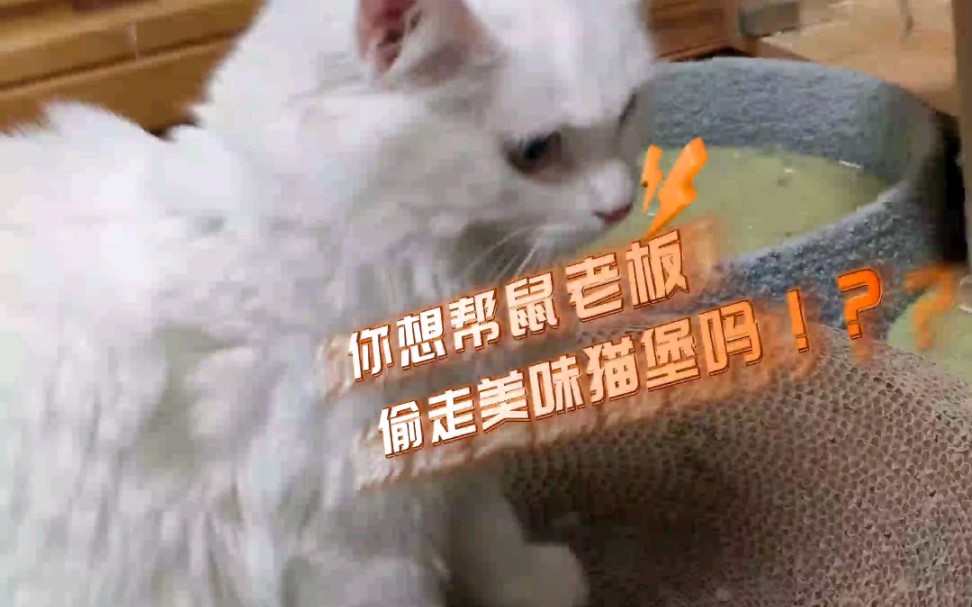 [图]你想帮鼠老板偷走美味猫堡吗！？