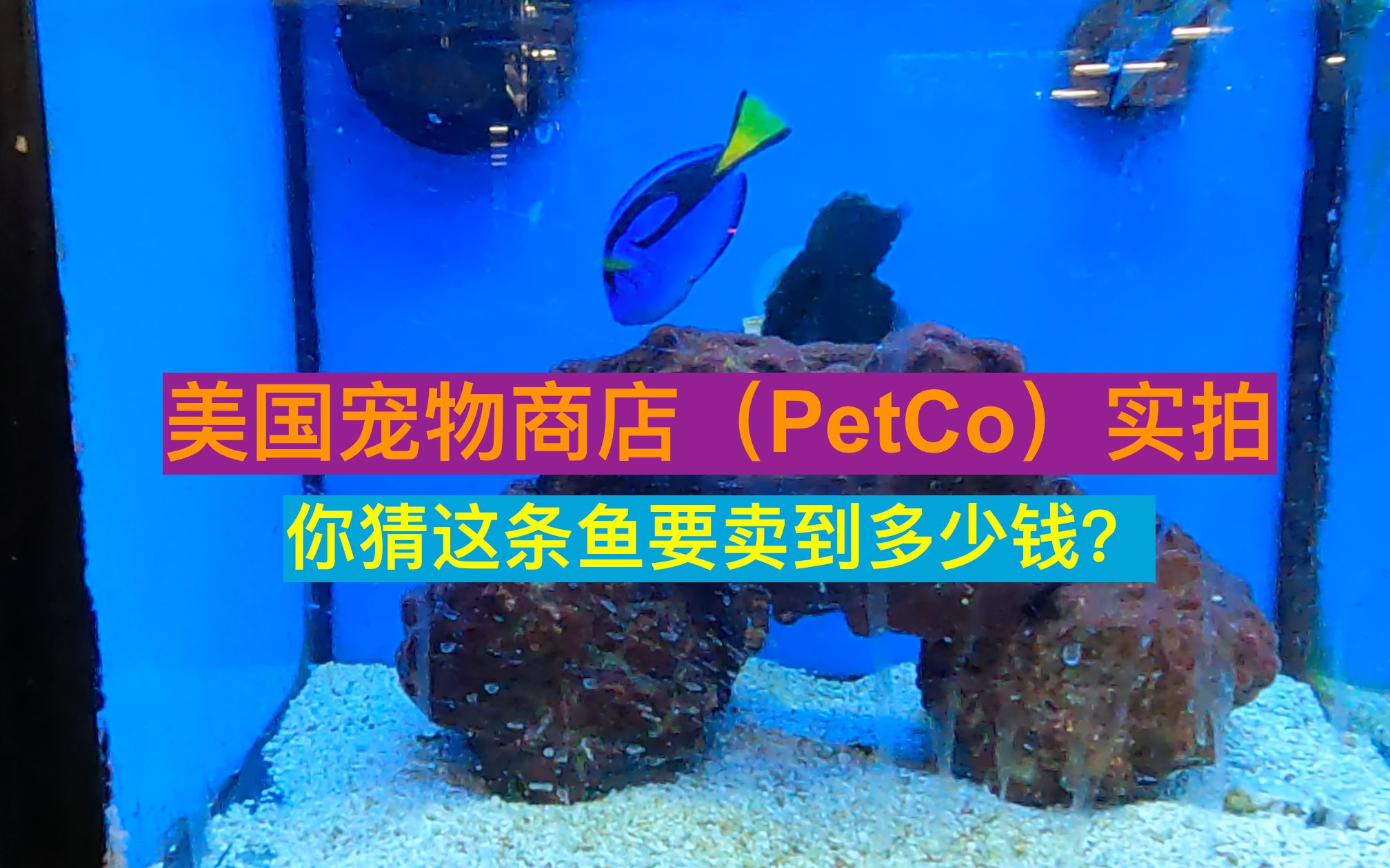 2022美国宠物物价  2 —— PetCo(宠物商店)哔哩哔哩bilibili