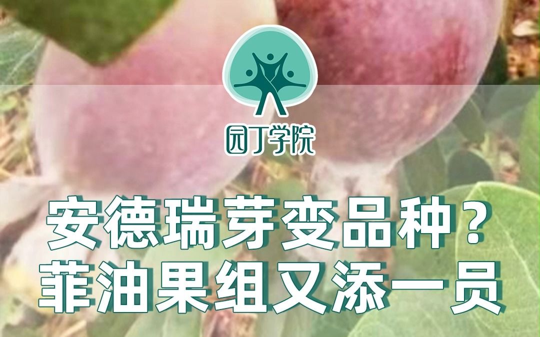 安德瑞芽变品种?菲油果组又添一员哔哩哔哩bilibili