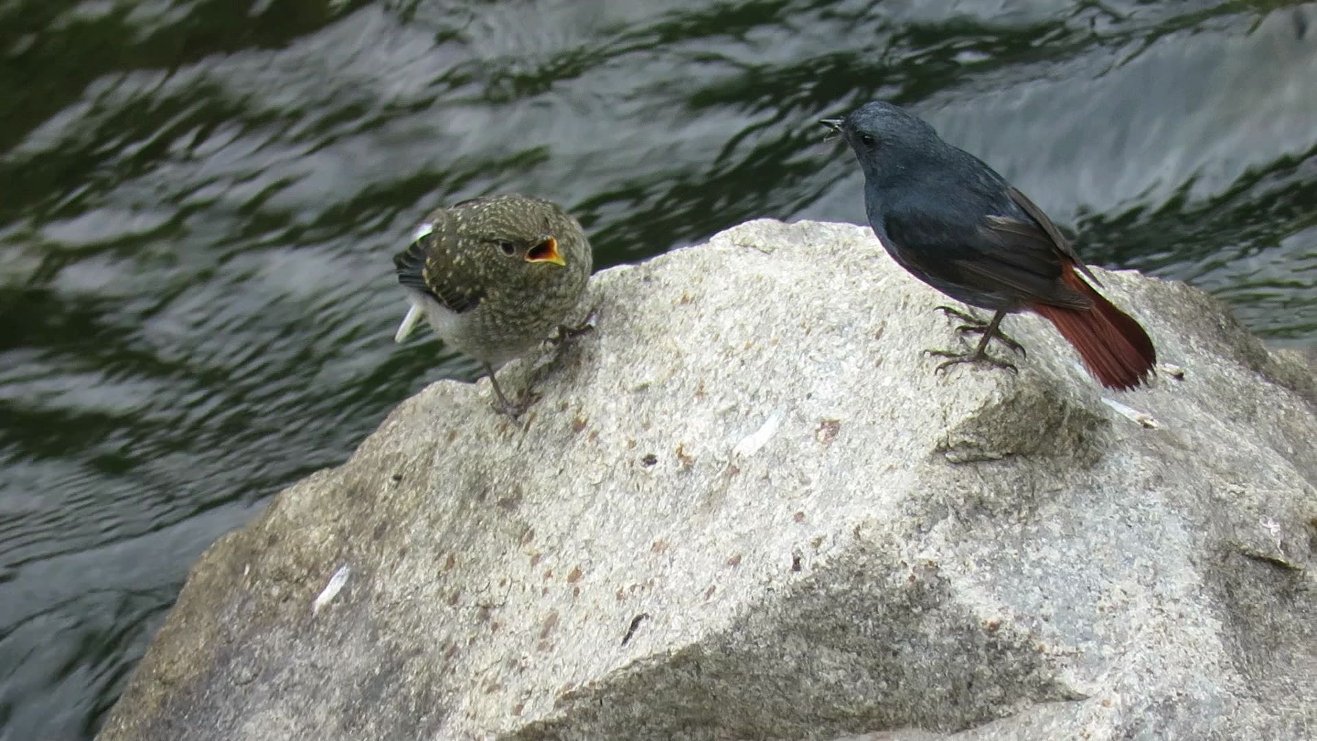 【红尾水鸲】我还是个宝宝啊!