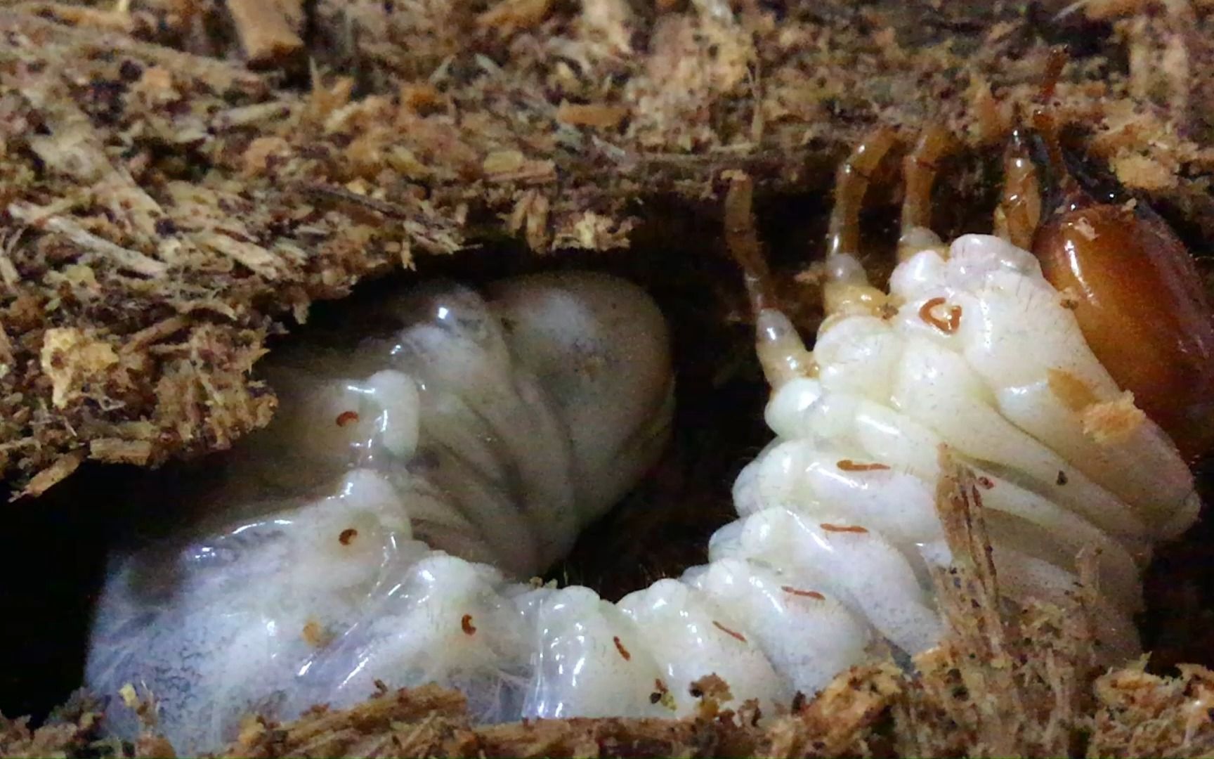 虫恐慎入!看着锹甲幼虫在木屑里一拱一拱,很治愈