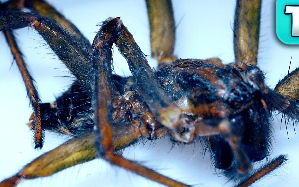 胆小慎入把世界上最可怕的生物放在显微镜下