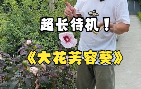 大花芙蓉葵.这个夏天超长待机的花哔哩哔哩bilibili