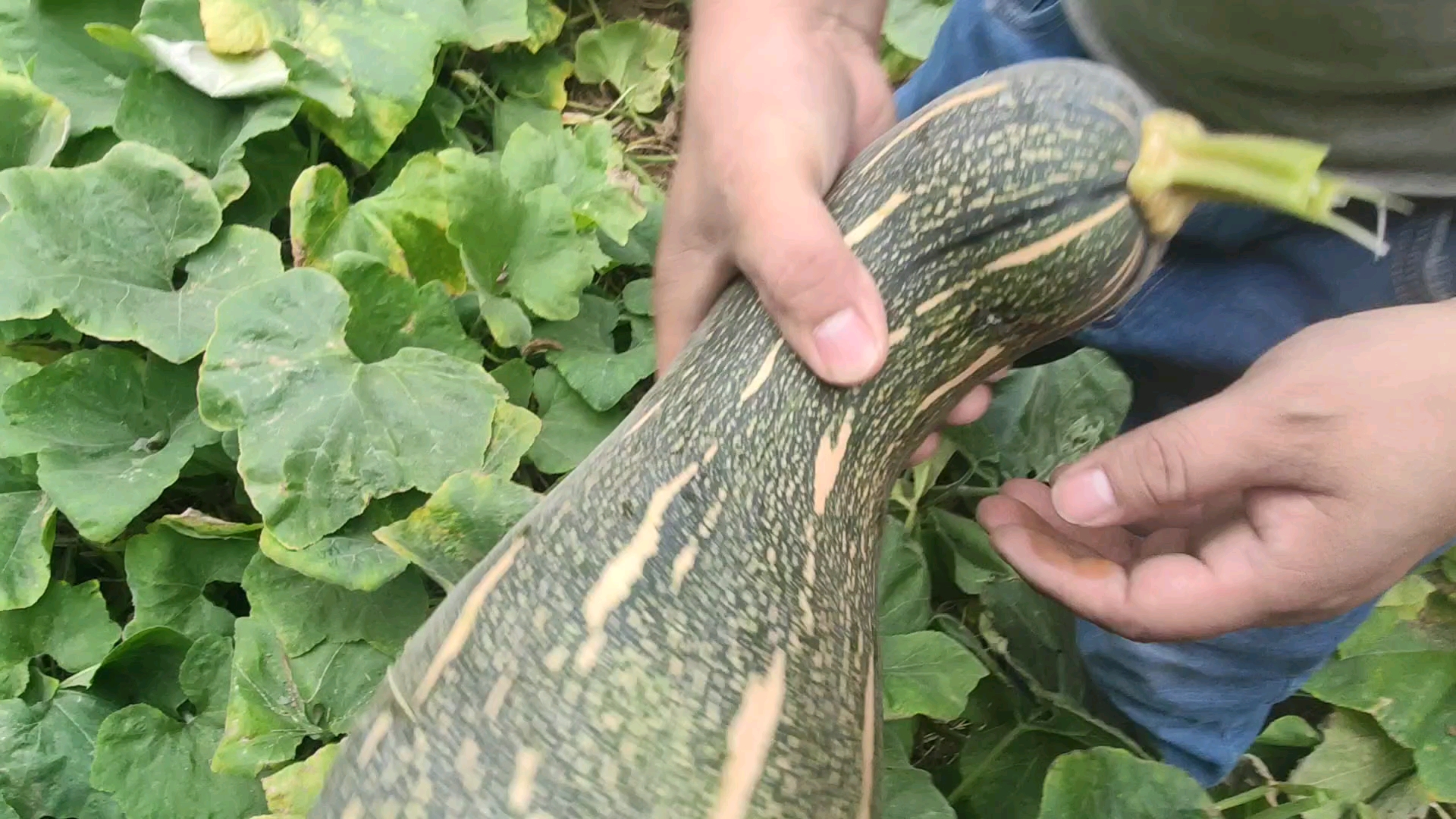 农村小院里的一地大北瓜,直呼捡到宝!