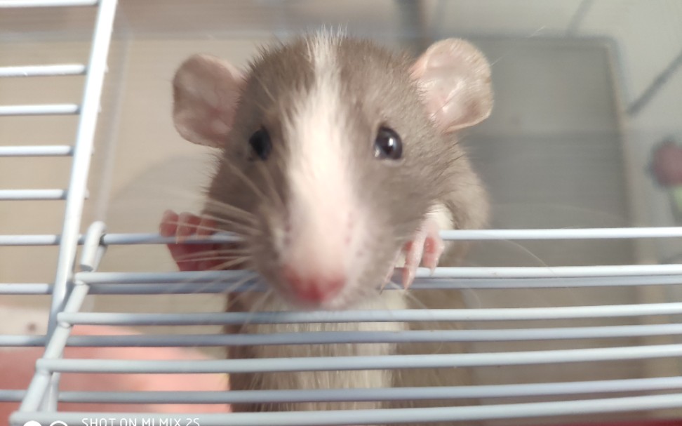 花枝鼠火焰色小奶鼠刚到家