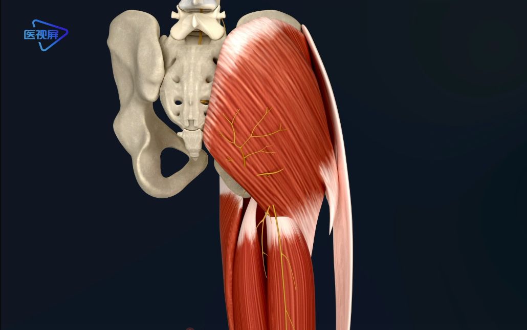 【系统解剖】股后皮神经的走形哔哩哔哩bilibili