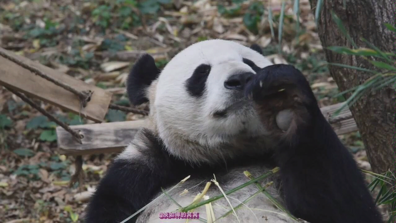 大熊猫平平20191124中意细竿竿呦
