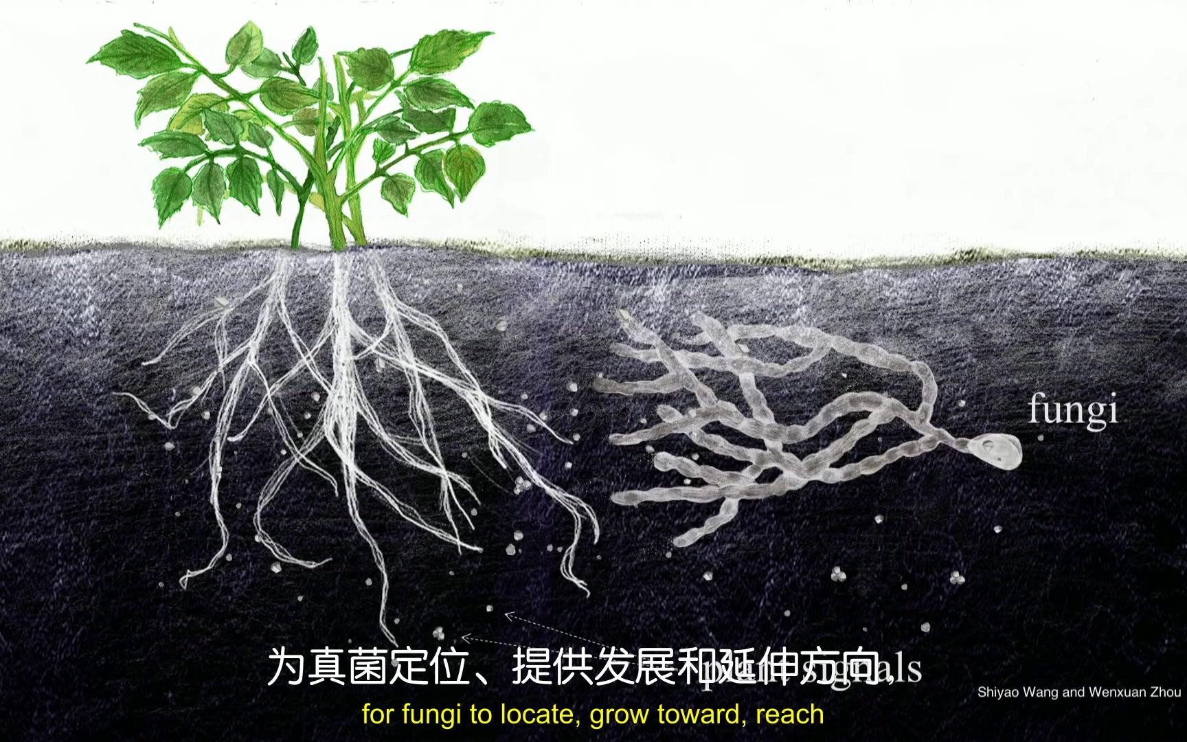 [图]真菌如何识别（感染）植物