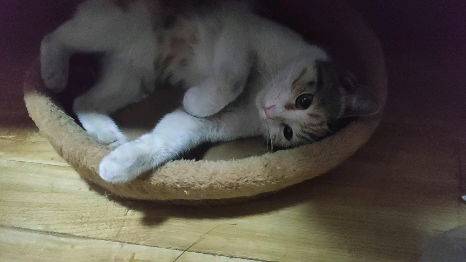 【kigurumi】猫猫在拍照