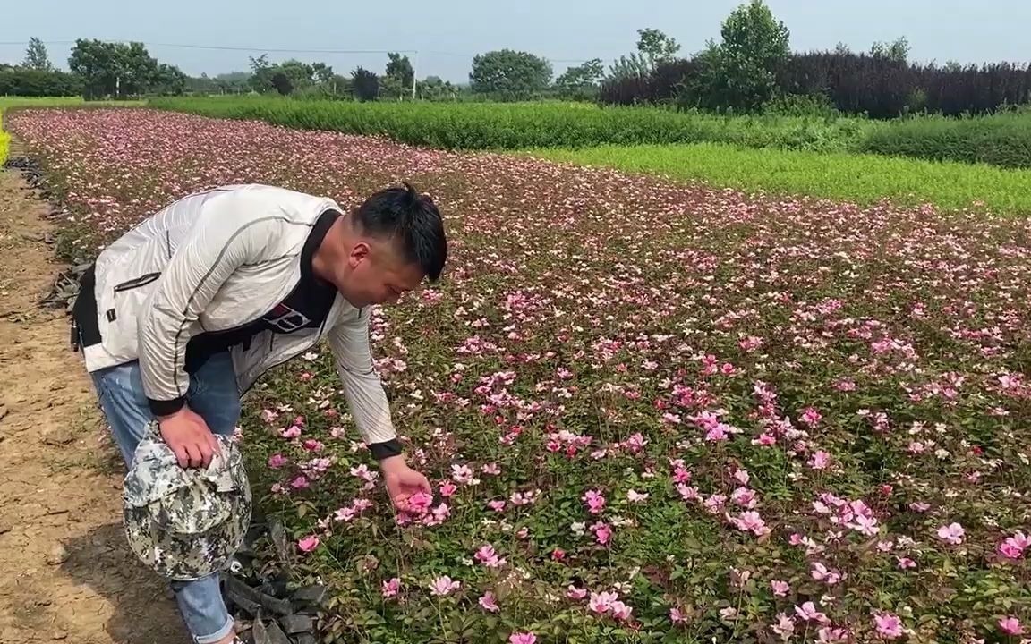 丰花月季 超大花量的地被植物 月季花园林常用观花灌木哔哩哔哩bilibili