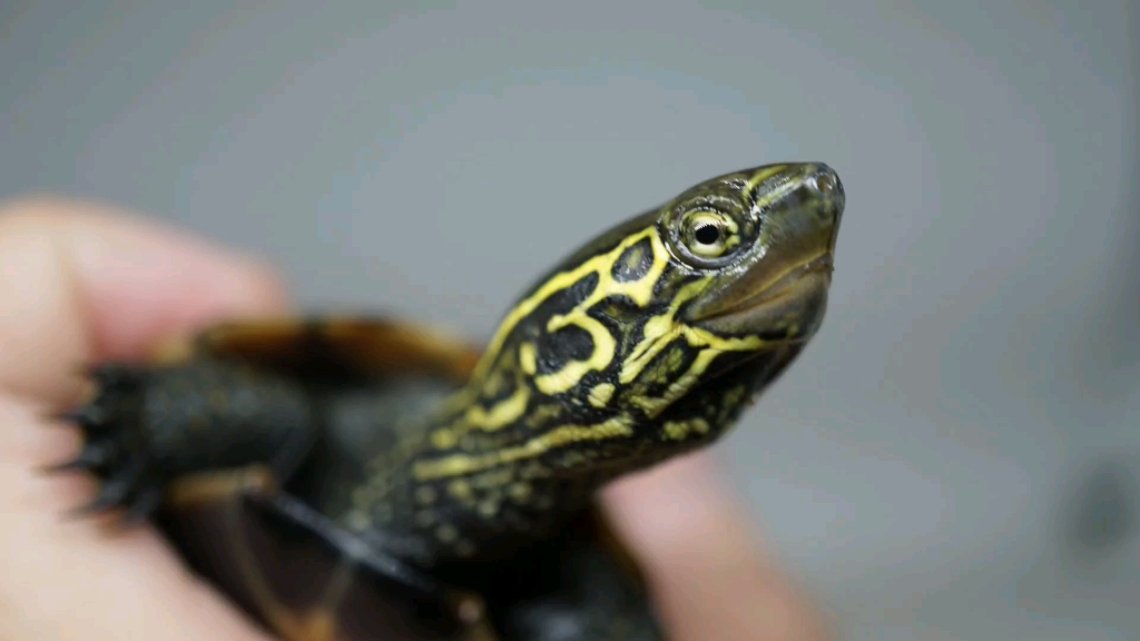 草龟锈墨彩出日常靓头纹母草龟