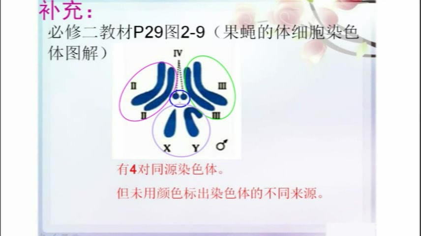 巧析同源染色体的概念哔哩哔哩bilibili