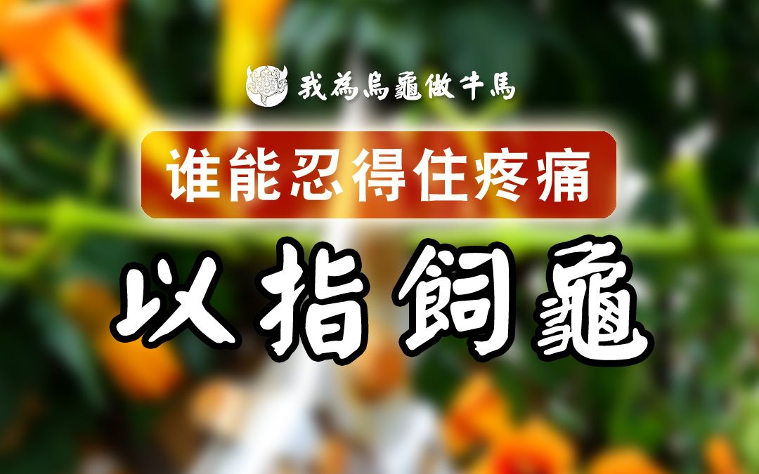 古有王子以身饲虎,今有牛马以指喂龟!哔哩哔哩bilibili